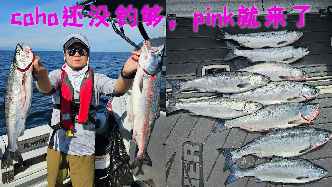 在Kingfisher 3025上拖钓银鲑和粉鲑Trolling for coho and pink on Kingfisher 3025 