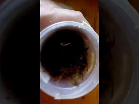 Садим вымоченную проросшую кукурузу Ранняя Лакомка 121