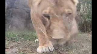 Lions vs. BubbleCam screenshot 3