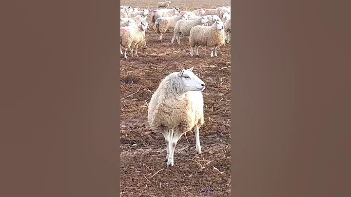 EWE ALRIGHT!? #FEMALE #sheep is #alright #shorts