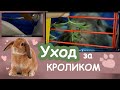 УХОД ЗА КРОЛИКОМ / ДЕНЬ С КРОЛИКОМ / как ухаживать за кроликом / советы / КАК Я УХАЖИВАЮ ЗА КРОЛИКОМ