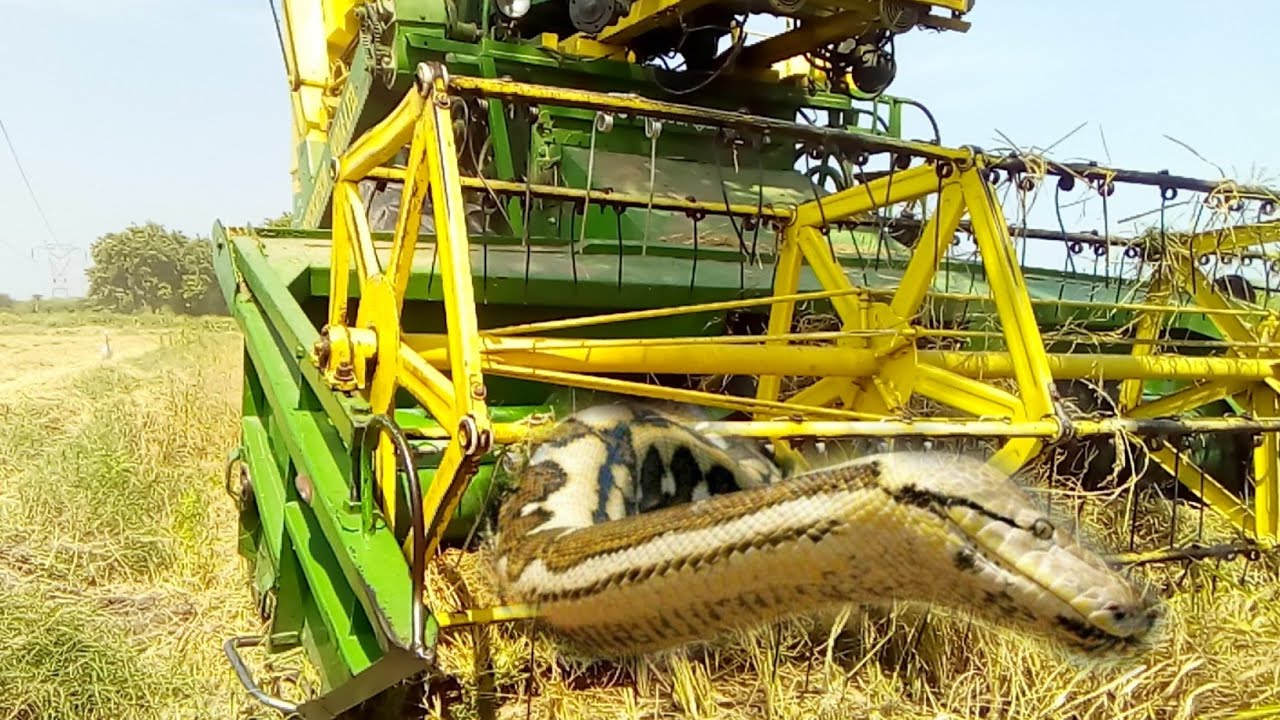 rice harvesting machine\senek YouTube