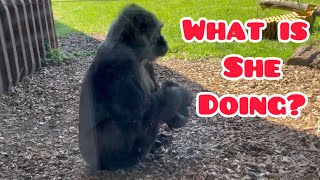What is gorilla Effie doing?