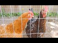 Petit poulailler pour 2 poules  le comparatif de bricolea