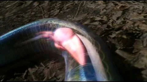 Life in Cold Blood  - The Cold Blooded Truth