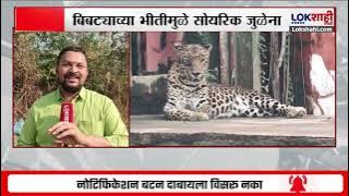 Kolhapur Leopard। बिबट्याच्या भीतीमुळे सोयरिक जुळेना; अनेक गावातील तरुणांची लग्न रखडली