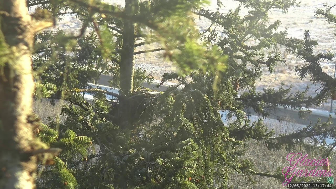 Live Bald Eagle Cam @ Glacier Gardens, Juneau, AK