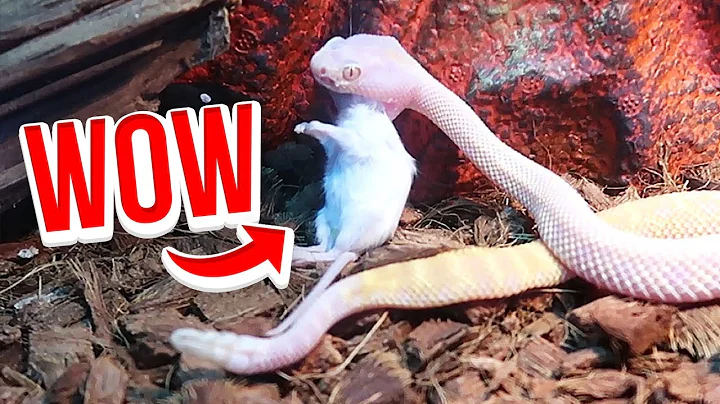 Feeding All Of My Venomous Snakes