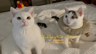 The Collar of Cat Autumn | The Day of Cat Autumn ep2 | CATVLOG