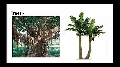 Class 2nd Sub EVS Lesson-03   Topic Plant Backyard