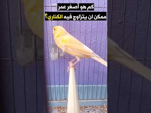 كم هو أصغر عمر ي مكن أن يتزاوج فيه الكناري الكناري سؤال وجواب