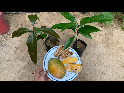 فيديو: كيف تزرع مانجو من بذرة في المنزل؟