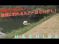 何このめちゃくちゃ釣れるルアーは！？ギルフラットJr.