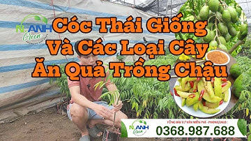 Cóc Thái Trồng Chậu Ra Quả Quanh Năm & Top Cây Ăn Quả Dễ Trồng Tại Nhà
