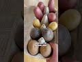 How to grow your own potatoes at home 