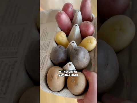 Video: DIY Potato Tower For The Garden: zelfgemaakte aardappeltorens maken