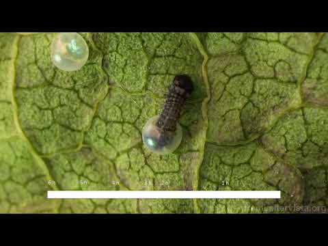 From egg to caterpillar - Da uovo a bruco...  Zerynthia polyxena - gdoremi.altervista.org