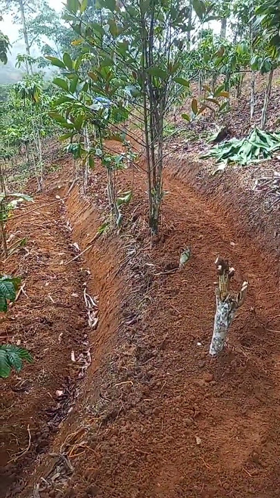 Pembuatan teras untuk mengembalikan kesuburan tanah  kebun kopi #terasering #konservasi #kopi