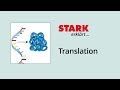 Translation (Proteinbiosynthese) | STARK erklärt