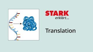 Translation (Proteinbiosynthese) | STARK erklärt