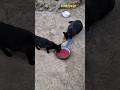 STREET CATS-Mačke su nahranjene .!!!            Dejan Čupa Art
