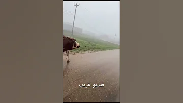 فيديو غزيب جدا في صلاله فقط 