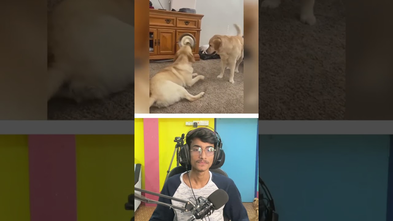 Funny Try Not To Laugh Challenge 😱 #shorts