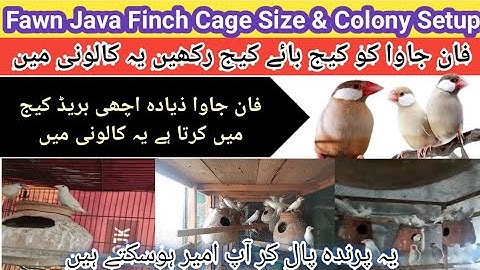 Fawn Java Cage Size & Colony Setup || فان جاوا کیج میں اچھی بریڈ کرتا ہے یہ کالونی میں مکمل معلومات