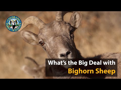 What&rsquo;s the Big Deal with Bighorn Sheep?