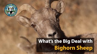 What's the Big Deal with Bighorn Sheep?