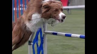 Czech AGILITY championship 2022 * SLOW MOTION MOVIE by DogSports Cz 9,966 views 1 year ago 4 minutes, 29 seconds