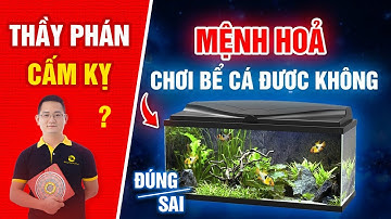 293. Thầy Phong Thuỷ phán: Mệnh Hoả cấm kỵ chơi bể cá?