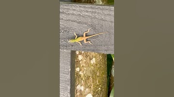 #lizard #wildlife #clips #shorts #camouflage