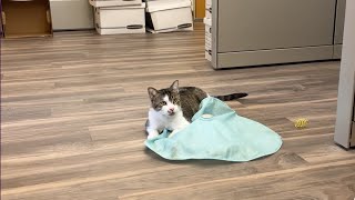 FeLV Cat Adoption Program by Michigan Pet Alliance 99 views 1 year ago 3 minutes, 17 seconds