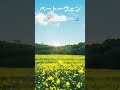 朝に聴きたい静かな曲 ベートーヴェン 田園 クラシック BGM #クラシック#朝に聴きたい#Beethoven