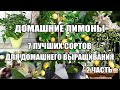 Топ Домашний лимон.7 лучших сортов лимонов в домашних условиях Часть 2.