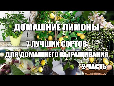 Видео: Какви са сортовете лимони