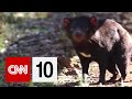 Tasmanian Devil Facts and Conservation