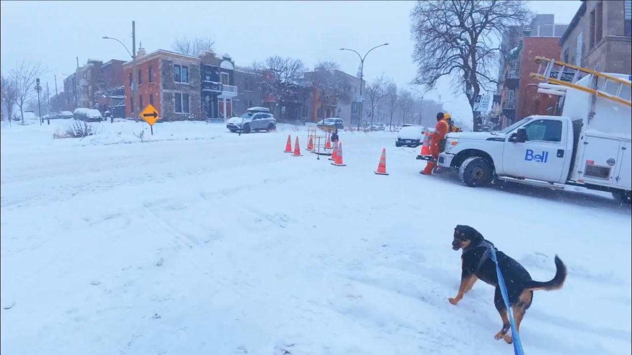 Doggie walk, Le Plateau. Montreal