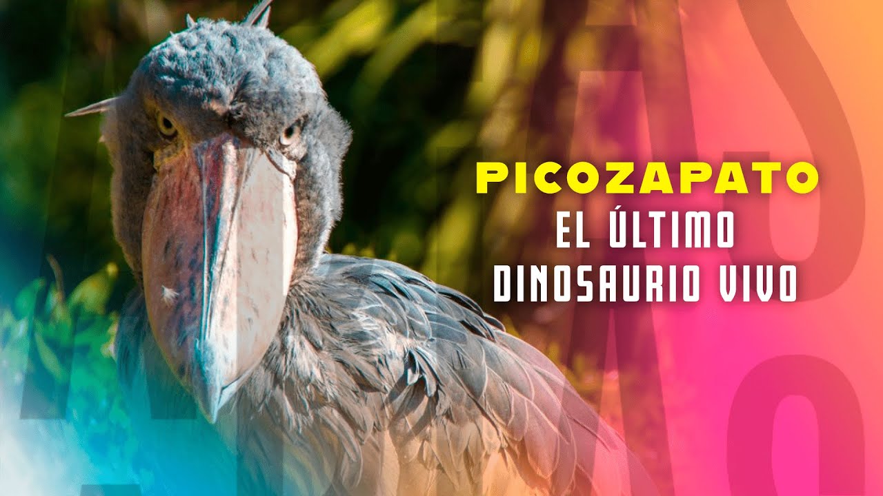 El picozapato, un ave que da miedo por el sonido que emite - Abias Uziel