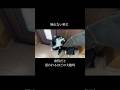 トレーニングは犬の為に✨️ #doglibre #本気噛み #柴犬 #ドッグトレーニング #犬のしつけ
