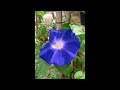 月見草の花・てまり