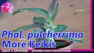 Species orchid Phalaenopsis pulcherrima - separate the keikis 2020