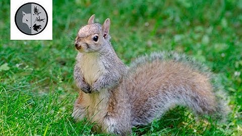 Grey squirrels playing together