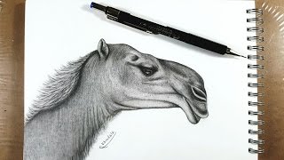 كيفية رسم جمل بالقلم الرصاص - How to draw a camel in a pencil