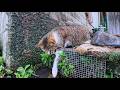 流れる水が気になってしょうがない猫