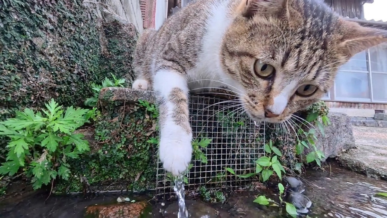 流れる水が気になってしょうがない猫