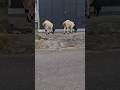 kambing embek domba goat #kambing #embek #domba #goat