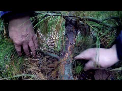 Wideo: Dlaczego dolne gałęzie na sosnach obumierają?