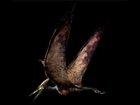 Pteranodon Sounds J.P